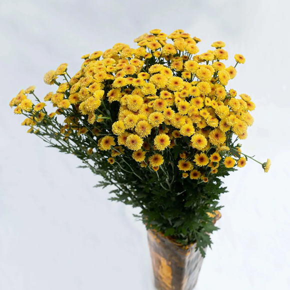 Chrysanthemum Spray Button Yellow Flower1