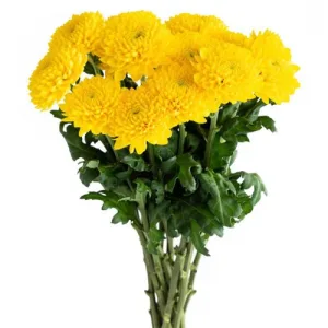 Chrysanthemum Single Cremon Yellow