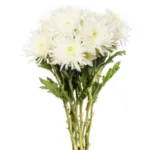 Chrysanthemum Spider Anastasia - White