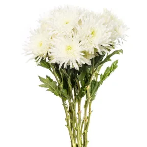 Chrysanthemum Spider Anastasia - White