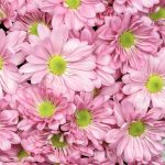 Chrysanthemums-Spray-Pink
