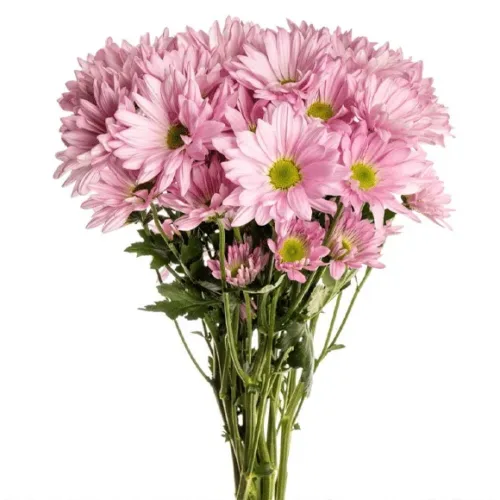Chrysanthemums Spray Pink1
