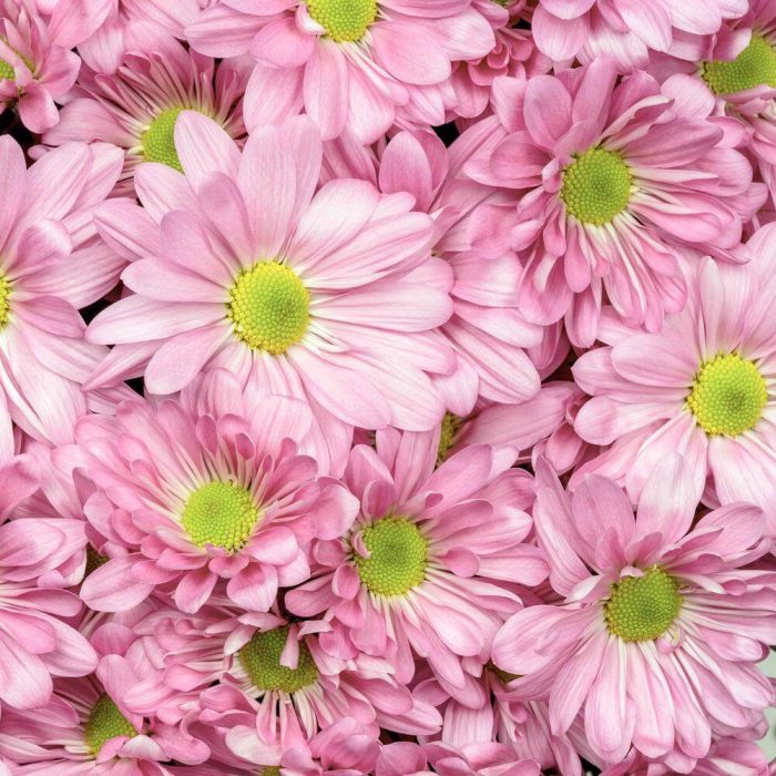 Chrysanthemums-Spray-Pink