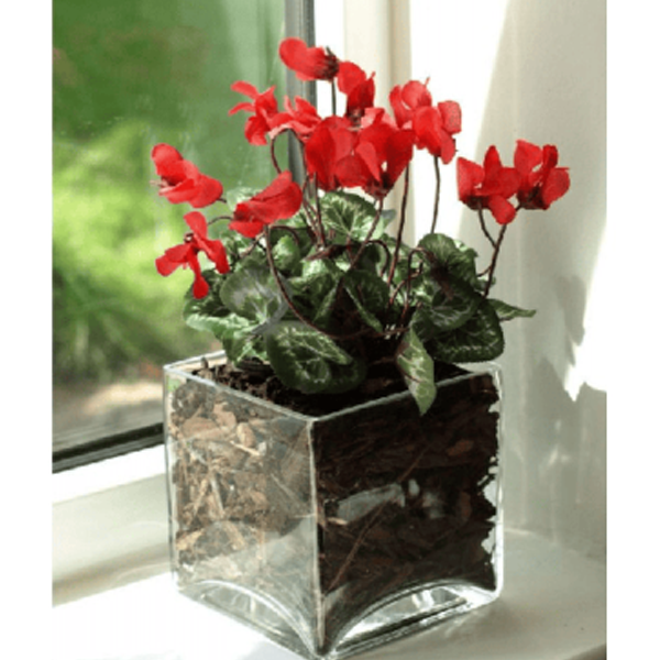 Cyclamen1