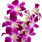 Dendrobium Orchids Sonnia1