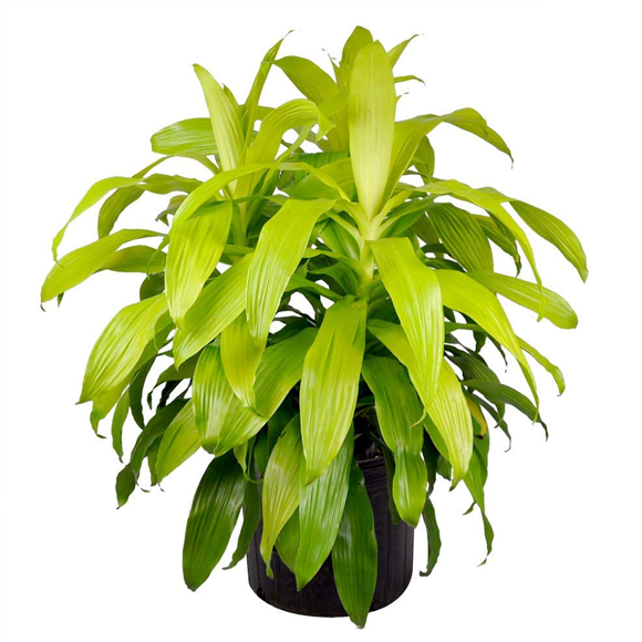 Dracaena Limelight1