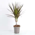Dracaena Marginata