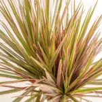 Dracaena Marginata - Image 2