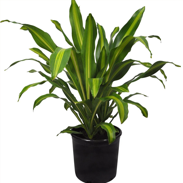 Dracaena Plants - Easy Going Plant 1