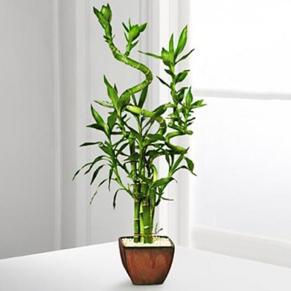 Dracaena Sanderiana - Bamboo1