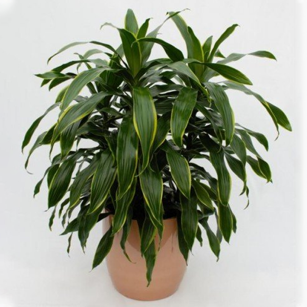 Dracena Deremensis1