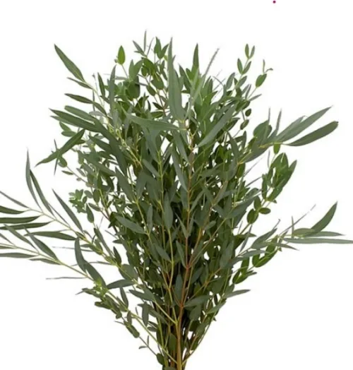 Italian Eucalyptus Parvifolia 10 Stems11