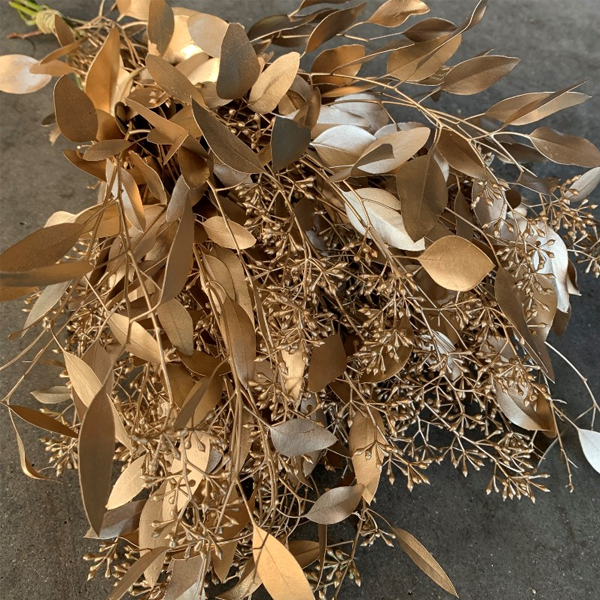 Tinted Eucalyptus Seeded1