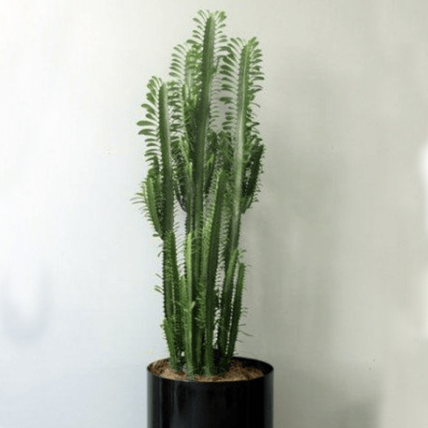 Euphorbia Cactus1