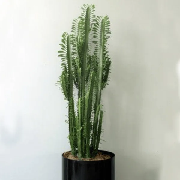 Euphorbia Cactus Euphorbia Cactus1