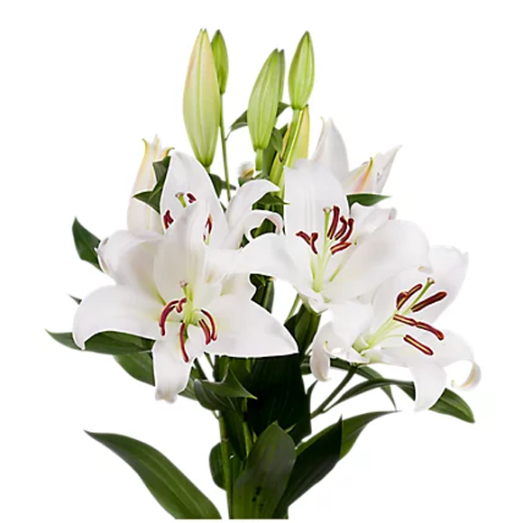 Oriental Lilies White1