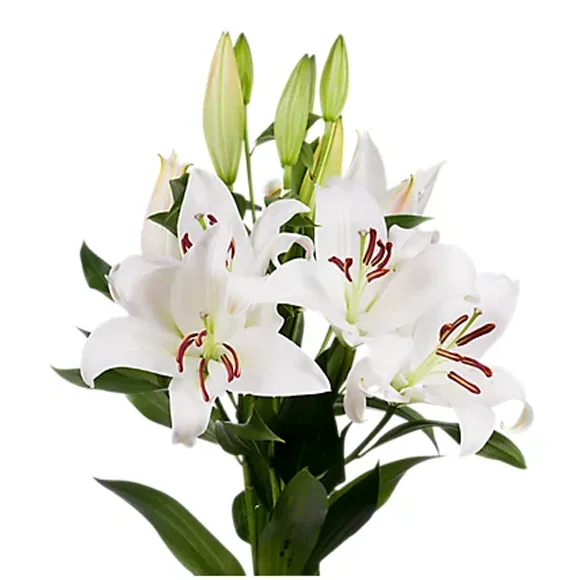 Oriental Lilies White Oriental Lilies White11