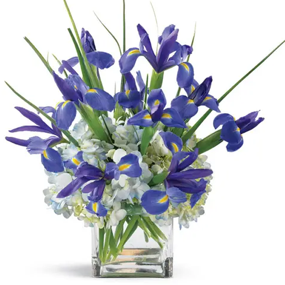 Iris & Hydrangea