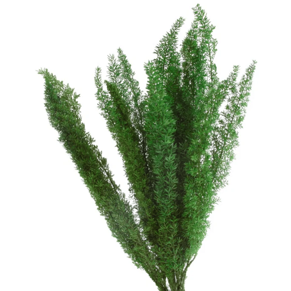Foxtail Fern Green1