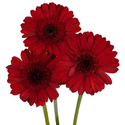 Gerbera Daisy Red1