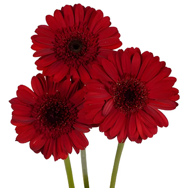 Gerbera Daisy Red1