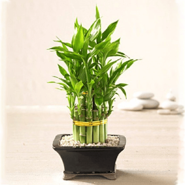 Good Fortune Bamboo1