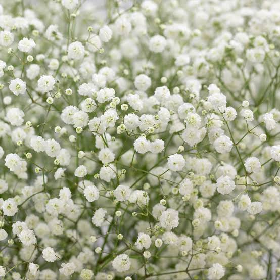 Bulk Baby’s Breath, 100 Stems1