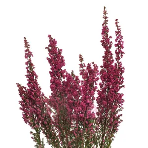 Heather Flower Pink Filler - 5 Stems
