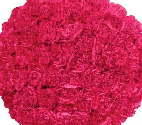 Carnations - Hot Pink -100 Stems1