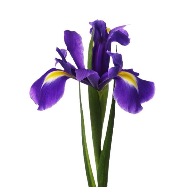 Iris Flower1