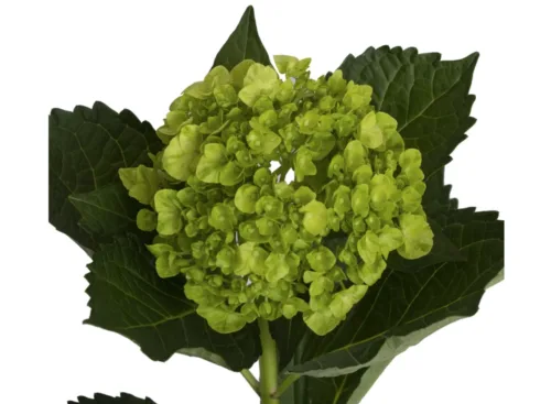 MINI Green Hydrangea 1