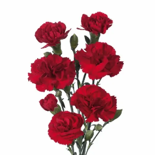 Mini Carnations Red1