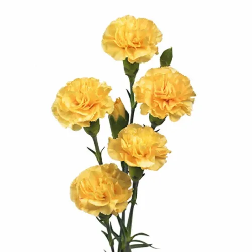 Mini Carnations Yellow11