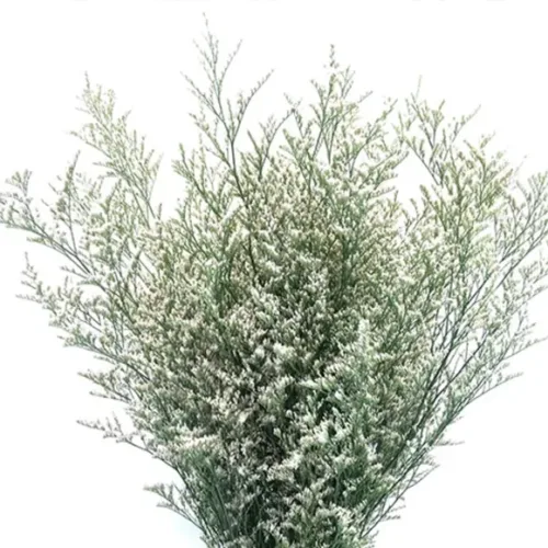 Misty blue Limonium1