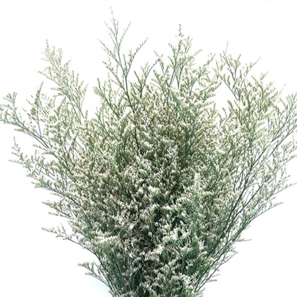 Misty blue Limonium1