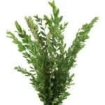 Myrtle Greenery11