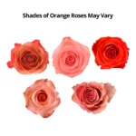 orange roses111