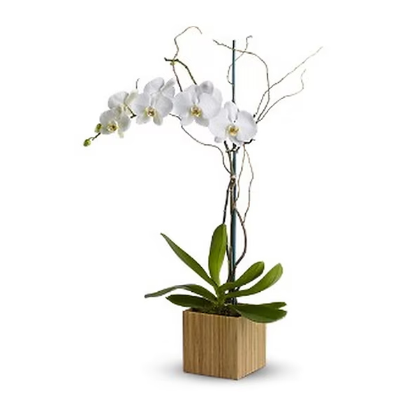 Opulent Orchids1