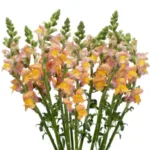 Orange Snapdragon Flowers