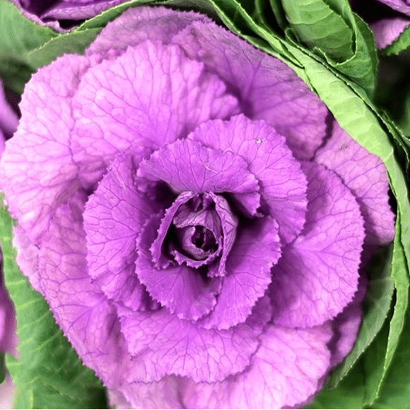 Ornamental Cabbage1
