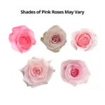 pink Roses11
