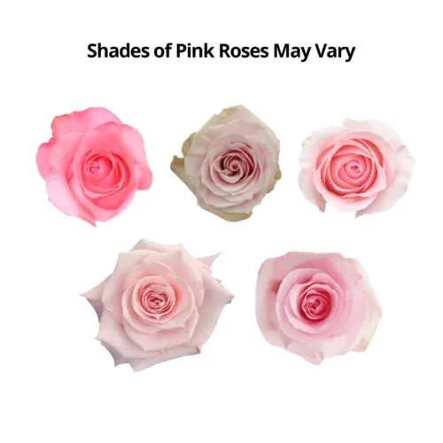 pink Roses11