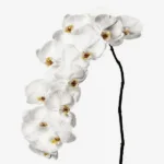 Phalaenopsis Orchids11