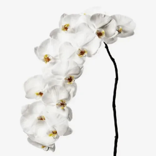 Phalaenopsis Orchids1