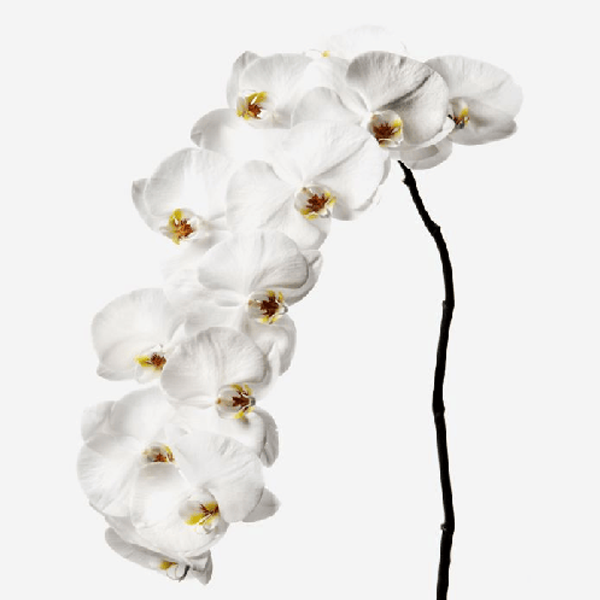 Phalaenopsis Orchids1
