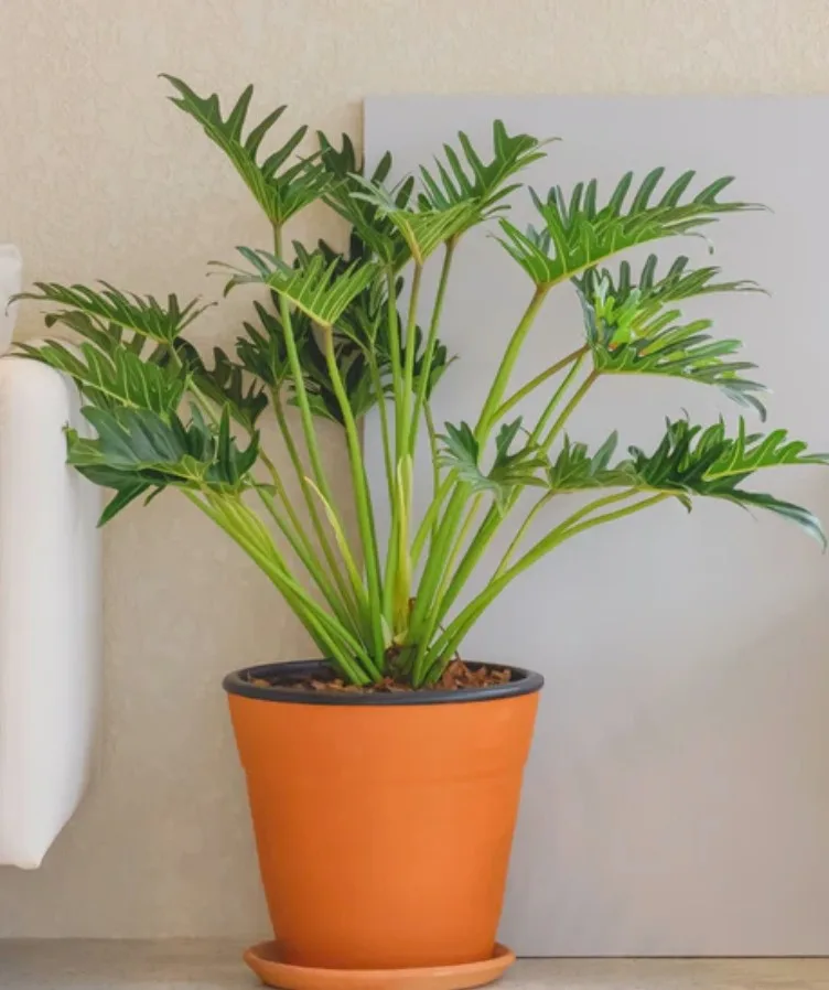 Philodendron Xanadu Philodendron Xanadu1
