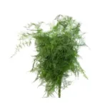 Plumosa Fern Greenery11