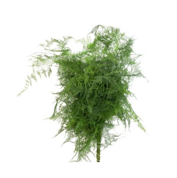 Plumosa Fern Greenery1