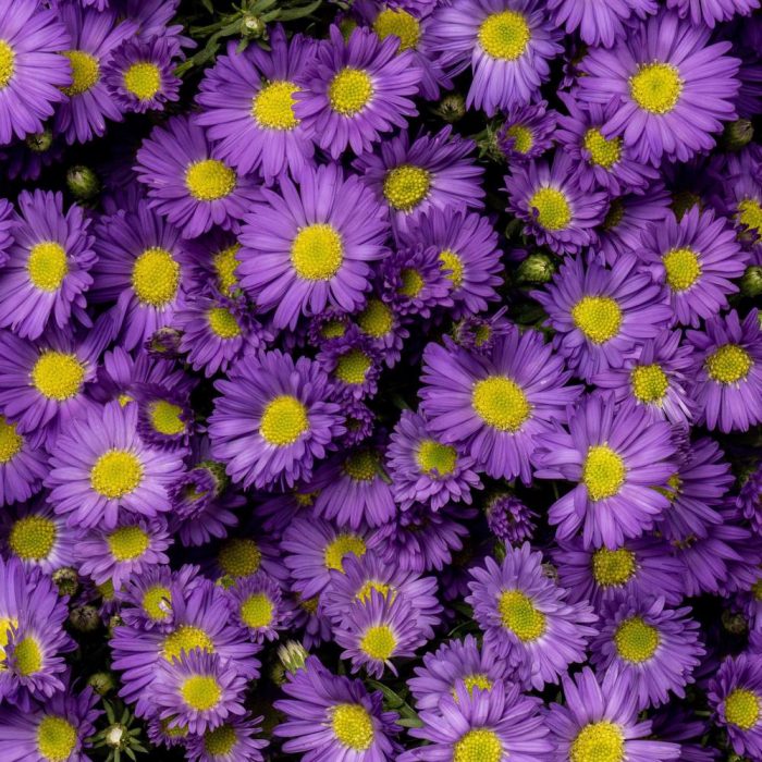 Purple Flower Aster
