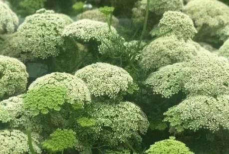 Queen Anne’s Lace1